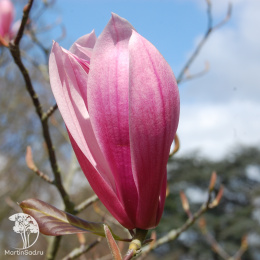 Магнолия Спектрум