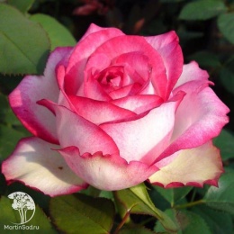Роза чайно-гибридная Принцесса де Монако
