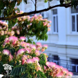 Альбиция Помпадур