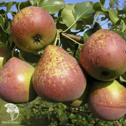 Груша гибрид Любимица Яковлева с грушей Мраморная