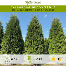 Туя западная Кинг оф Брабант