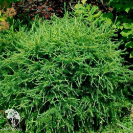 Лиственница европейская Корник