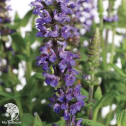 Набор для мяса тимьян Сильвер Куин + шалфей Мерло Блю