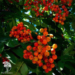 Рябина крупноплодная Вефед