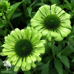 Эхинацея Грин Джевел