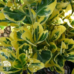 Бересклет японский Мэрике на штамбе