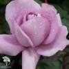 Роза чайно-гибридная Генри Идланд фото 2 