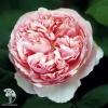 Роза чайно-гибридная Филинг фото 3 