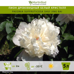 Пион древовидный Белый Кристалл