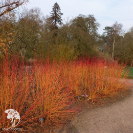 Дёрен кроваво-красный Мидвинтер Файер