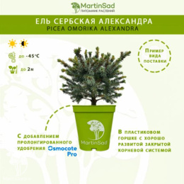 Ель сербская Александра
