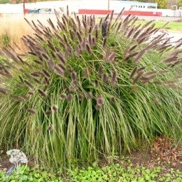 Пеннисетум Виредесценс