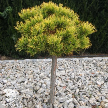 Фото Гибрид Сосна горная Винтер Голд + Пендула на штамбе