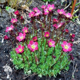 Saxifraga arendsii Tip 7 Камнеломка Арендса Тип 7