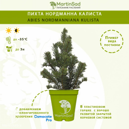 Пихта Нордманна Калиста