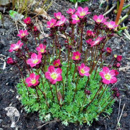 Saxifraga arendsii Tip 7 Камнеломка Арендса Тип 7