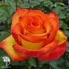 Роза чайно-гибридная Хай Меджик фото 2 