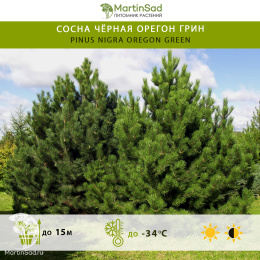 Сосна чёрная Орегон Грин