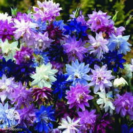 Аквилегия Нора Барлоу, смесь окрасок