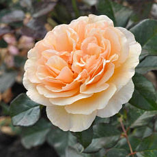Фото Роза парковая Серия Кулинарные розы Жорди Рока