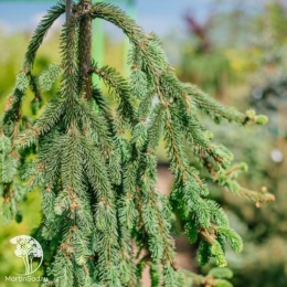 Ель обыкновенная Инверса