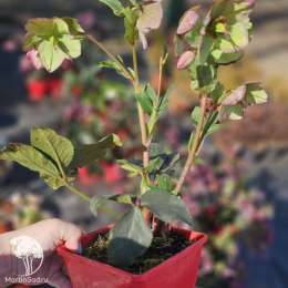 Морозник Айс эн Роузес Фростед Роуз