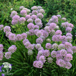 Лук Саммер Бьюти