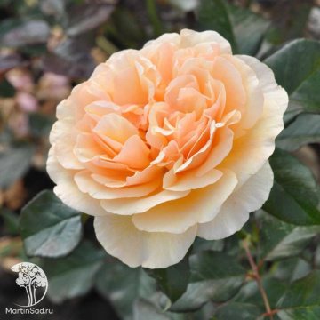 Фото Роза парковая Серия Кулинарные розы Жорди Рока