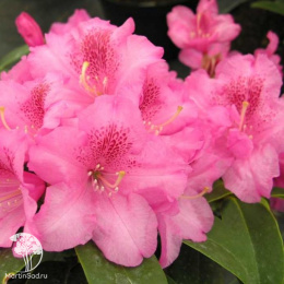 Рододендрон Вильямса Клаудиус