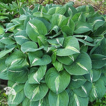 Фото Хоста Стриптиз