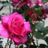 Роза чайно-гибридная Пароле на штамбе фото 1 