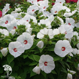 Гибискус Олд Елла