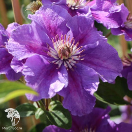 Клематис Ашва