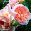 Роза чайно-гибридная Сурир де Хавр фото 3 