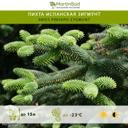 Пихта испанская Зигмунт