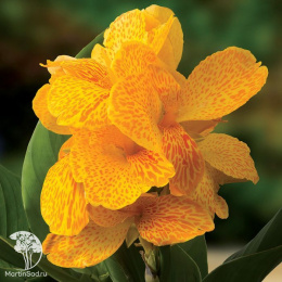  Канна Хеппи Эмили