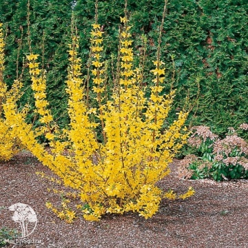 Фото Форзиция промежуточная Викенд