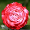 Роза чайно-гибридная Диз фото 2 
