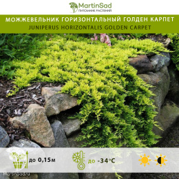 Можжевельник горизонтальный Голден Карпет