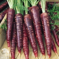 Морковь Фиолетовая Королева