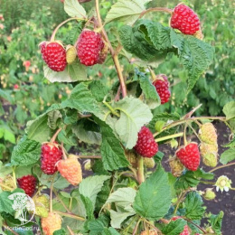 Малина ремонтантная Конёк-Горбунок