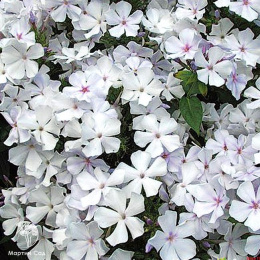 Флокс метельчатый Небеса