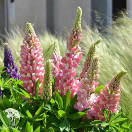 Люпин Галерея розовый