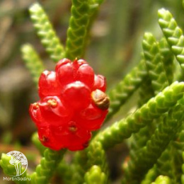 Дизельма Арчера Халсдонк