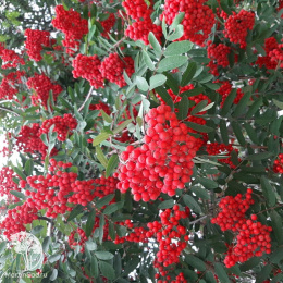 Рябина Сорбинка