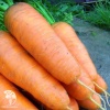 Морковь Шантенэ 2461 фото 3 