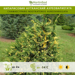 Кипарисовик нутканский Ауреовариегата