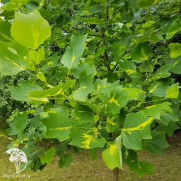 Лириодендрон тюльпанный Пургатори