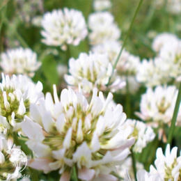 Клевер белый "Зеленый ковер"