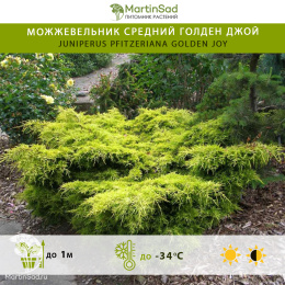 Можжевельник средний Голден Джой